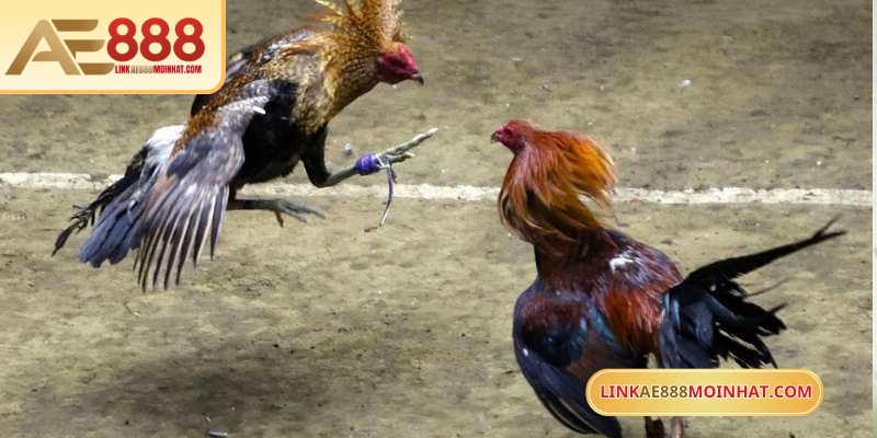 Mua Gà Đá Trên Mạng An Toàn Với Hướng Dẫn Chi Tiết 16 Đá gà ăn tiền AE888 mang đến cảm giác kịch tính, hồi hộp