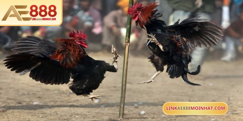 Lối Gà Chọi Hay Nhất - Bí Quyết Thắng Trận Từ Sư kê 19 Việc chọn cửa quyết định khả năng thắng bại của người chơi